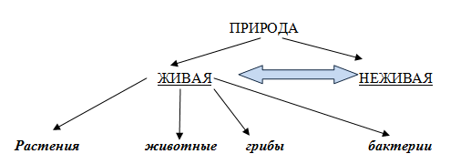 Порядок и хаос как фундаментальные характеристики окружающего мира технология 6 класс презентация